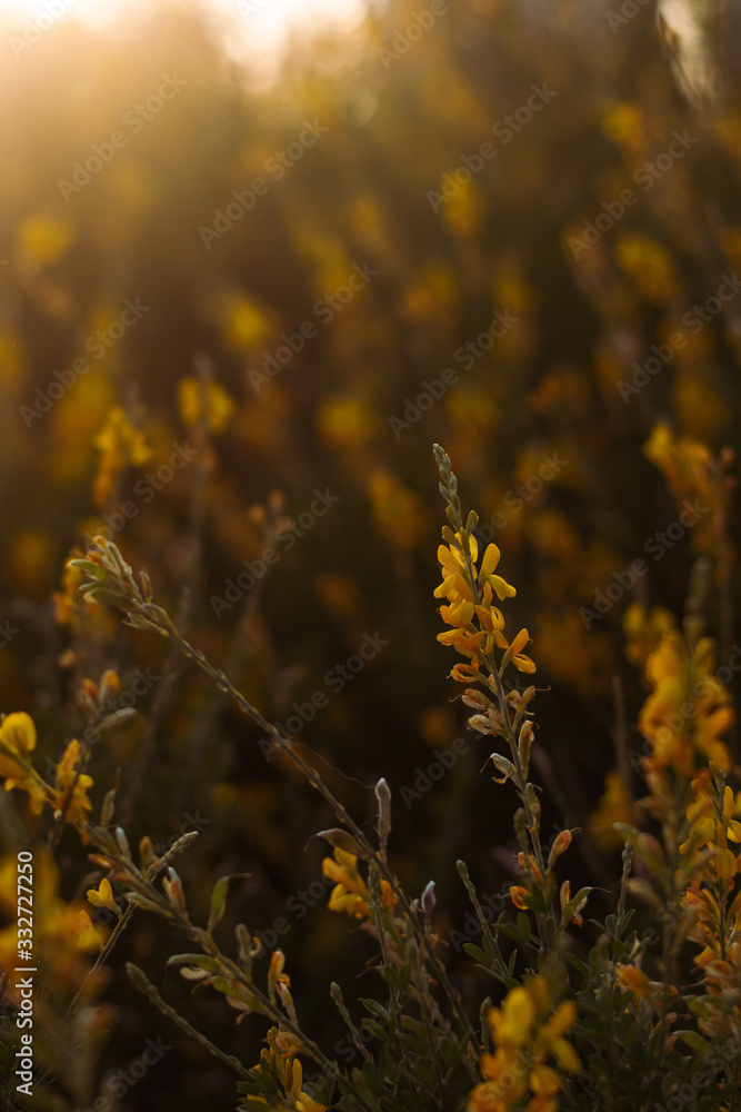 Nature, Flor, Yellow, Day, Plants