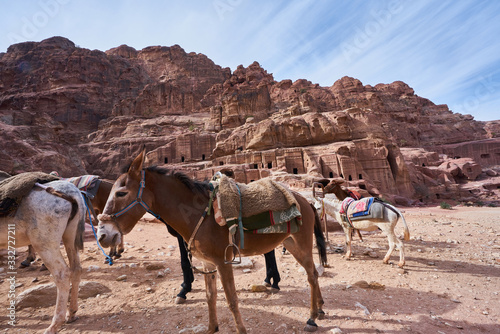 Donkeys resting in Wadi Musa, Jordan