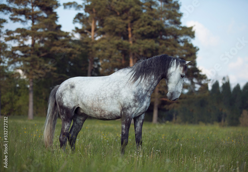 grey horse Kladruber standing in high grass with yellow flowers with forest in background  photo