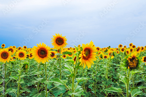 Sunflower natural background. Sunflower blooming. Close-up of sunflower