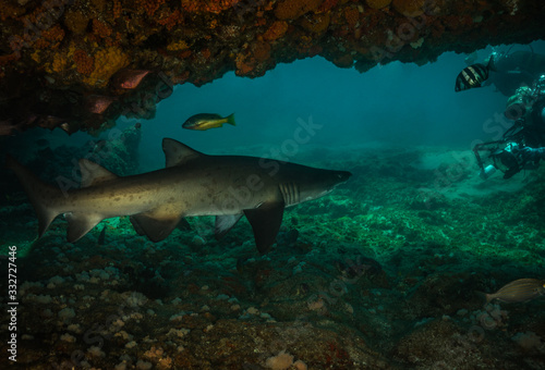 Danderous shark swim throw the crystal clear water