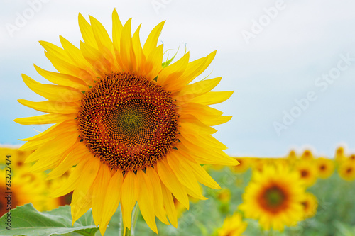 Sunflower natural background. Sunflower blooming. Close-up of sunflower © stalk