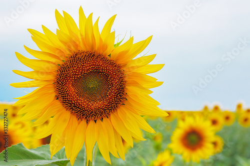 Sunflower natural background. Sunflower blooming. Close-up of sunflower