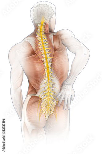 Backache, dorsal pain of a man, medically 3D illustration_3 photo