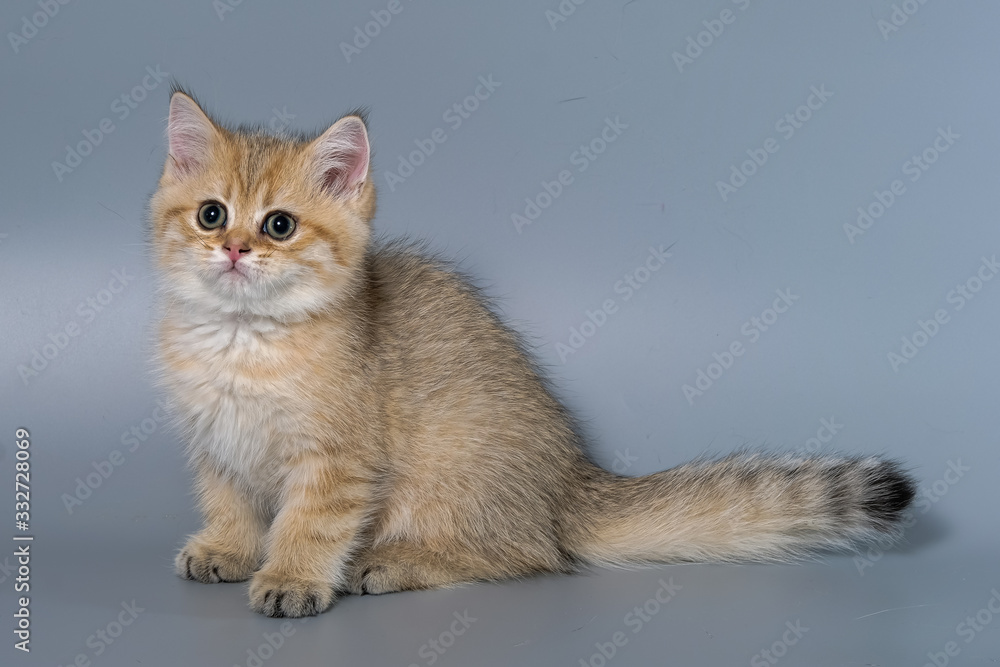 British Shorthair Kitten Cat Isolated