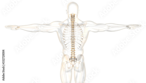 Slika na platnu Skeleton of a man, medically 3D illustration