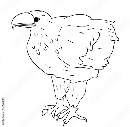 Vector illustration, isolated Steller's sea eagle in black and white colors, outline original hand painted drawing
