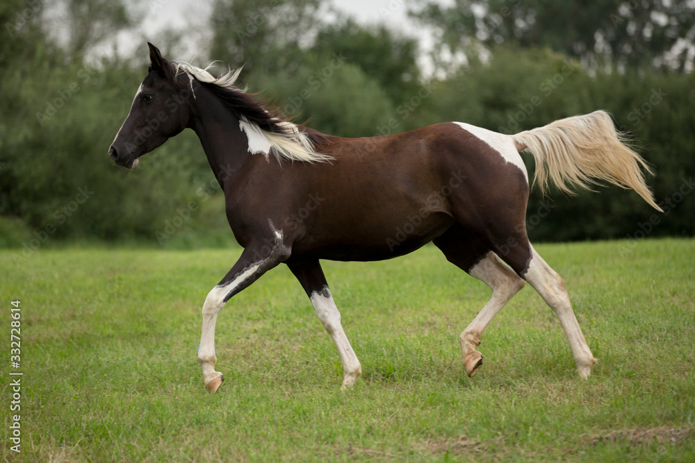 Beautiful Arabian horse trotting through meadow Beautiful Arabian horse trotting through meadow
