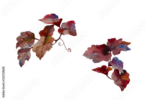 Set of decorative red and purple watercolor leaves for floristic bouquets. Red wild grape vine or red ivy plant isolated on white background