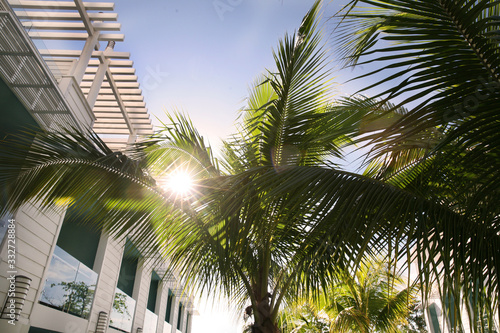 palm trees on background of blue sky © Kathleen