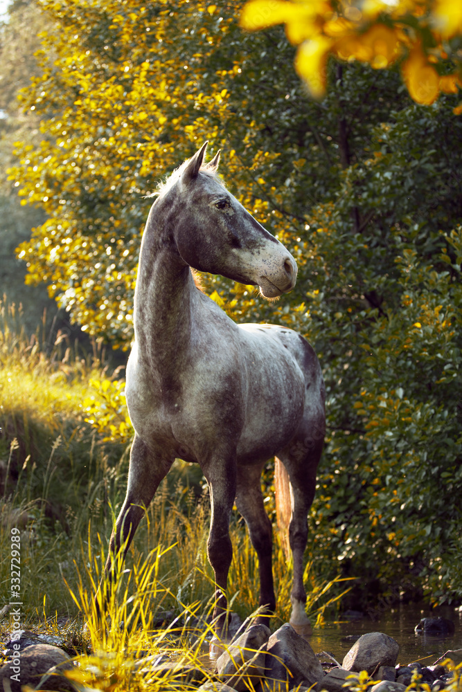 Naklejka premium Grey horse Appaloosa standing in high green grass by the sunset 