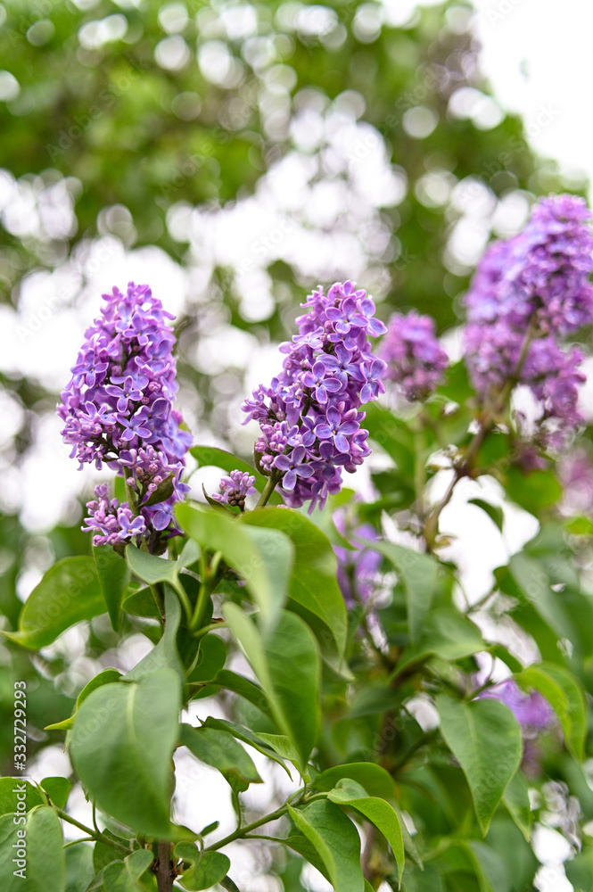 Fresh spring blossom flower, purple color. Fresh spring blossom flower, purple color.