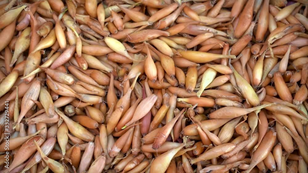 different varieties of Dutch onions for planting in the field. onion seeds different varieties of Dutch onions for planting in the field. onion seeds