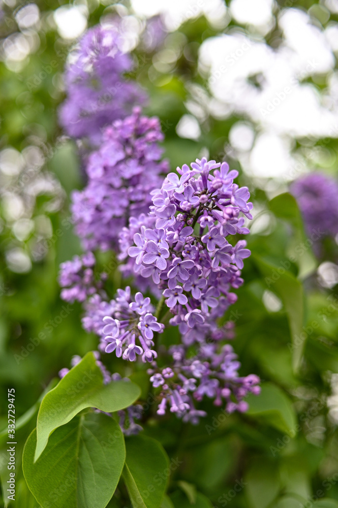 Fresh spring blossom flower, purple color. Fresh spring blossom flower, purple color.
