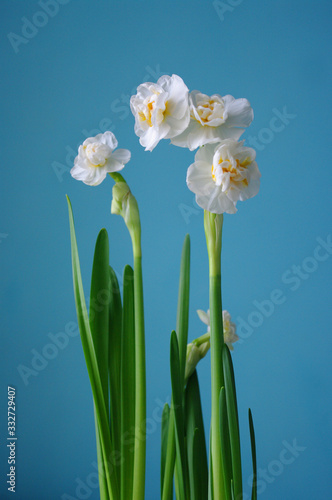 Fototapeta Naklejka Na Ścianę i Meble -  easter flowers narcissus, spring time, botanical, floral Blue background