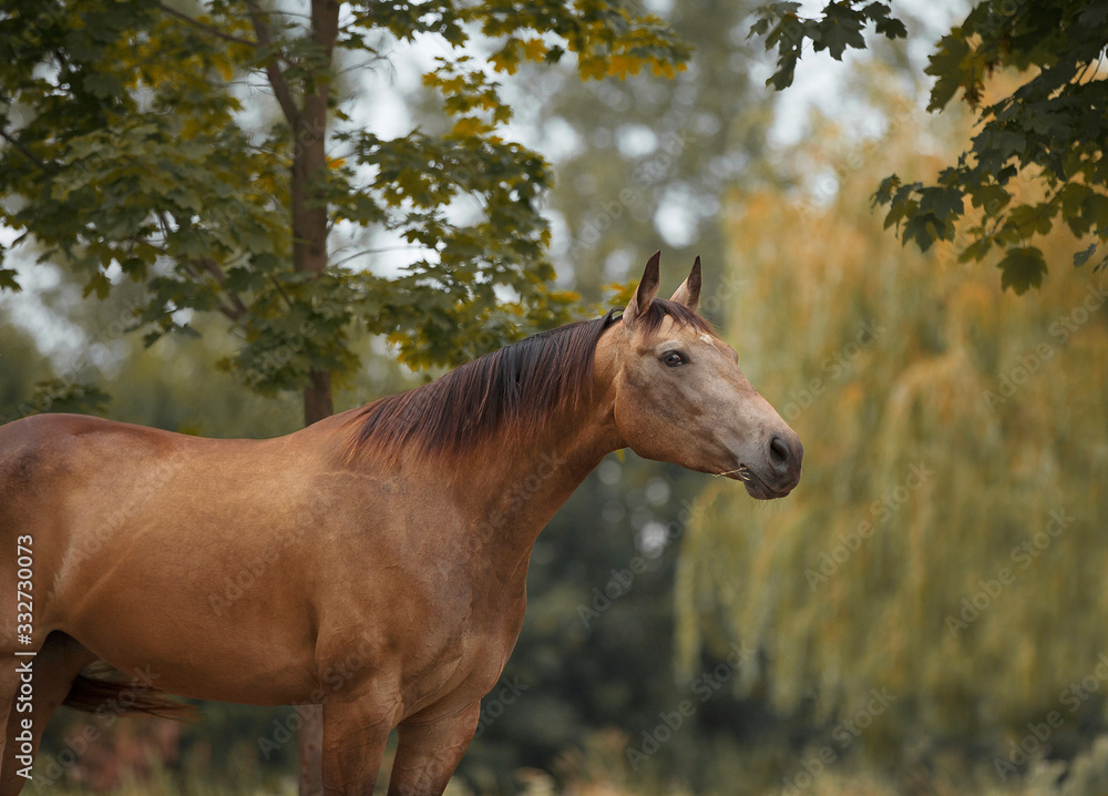 Brown quarter horse portrait with green trees on background Brown quarter horse portrait with green trees on background