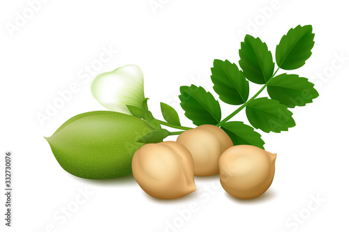 Lying three dried Chickpea beans, fresh green pod, flower and leaves on white background.