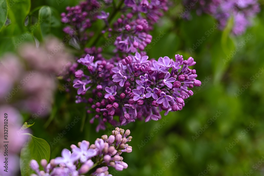 Fresh spring blossom flower, purple color. Fresh spring blossom flower, purple color.
