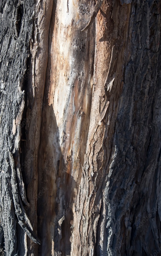 Maple wood texture. Texture for design Maple wood texture. Texture for design