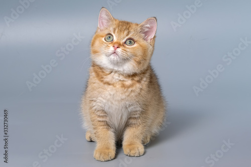 British Shorthair Kitten Cat Isolated