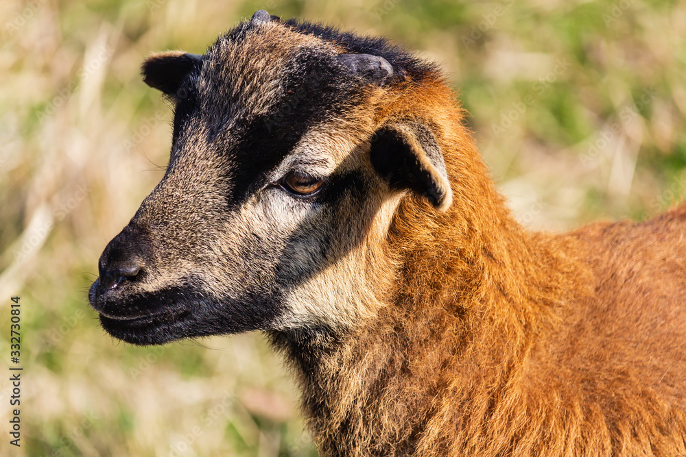 Fototapeta premium Portrait of small juvenile brown goat from side