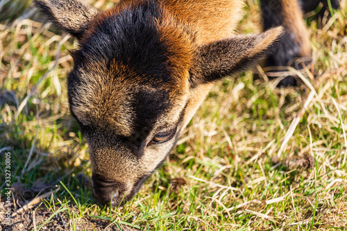 Portrait of small juvenile brown goat eating grass on pasture