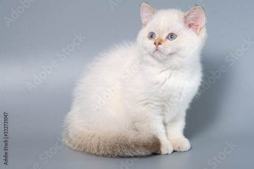 British Shorthair Kitten Cat Isolated