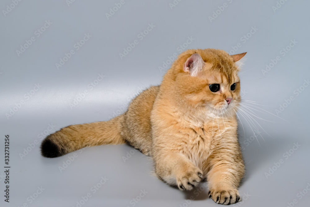 British Shorthair Kitten Cat Isolated British Shorthair Kitten Cat Isolated