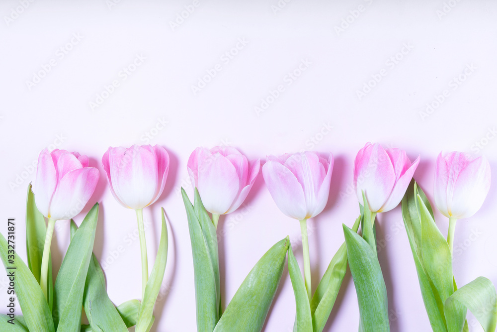 Pink blooming tulips Pink blooming tulips