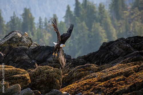 Bald Eagle in flight after take off from the rocky coast near Ketchikan Alaska