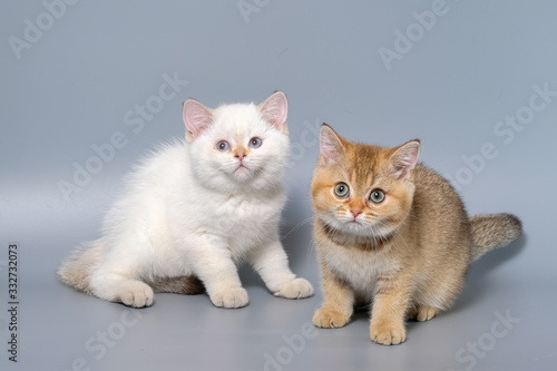 Fototapeta Naklejka Na Ścianę i Meble -  British Shorthair Kitten Cat Isolated