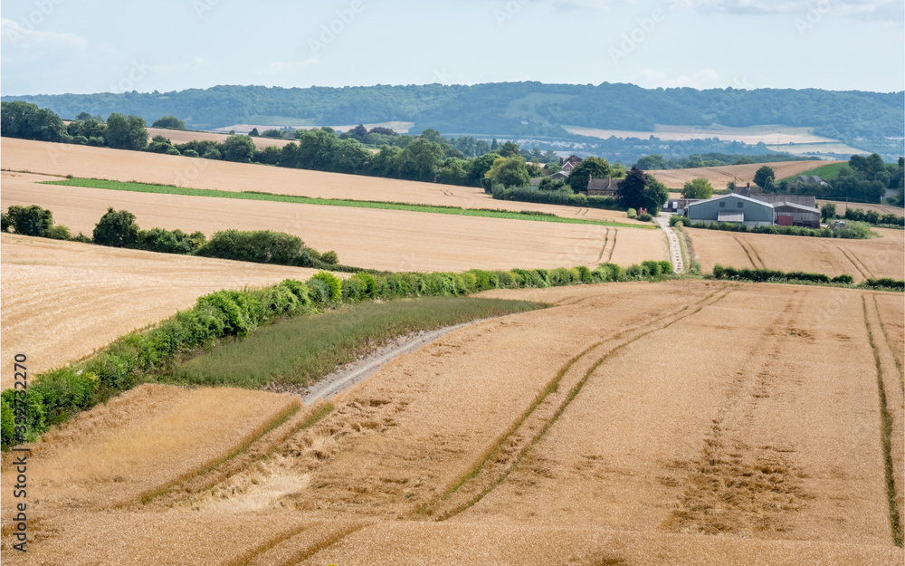 Wheat field crop farming, Kent, England. A rural English countryside agricultural scene across fields of wheat and a distant industrialised farm.