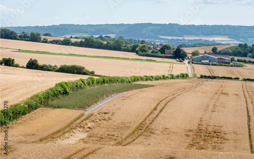 Wheat field crop farming  Kent  England. A rural English countryside agricultural scene across fields of wheat and a distant industrialised farm.