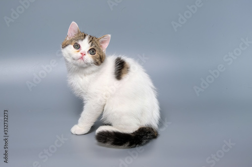 British Shorthair Kitten Cat Isolated © panyawatt