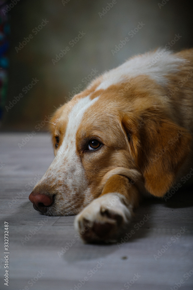 Cute pupper portrait