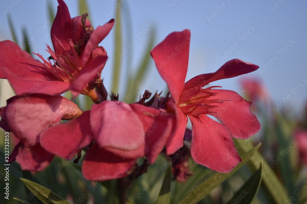 Oleandro rosso mignon Oleandro rosso mignon