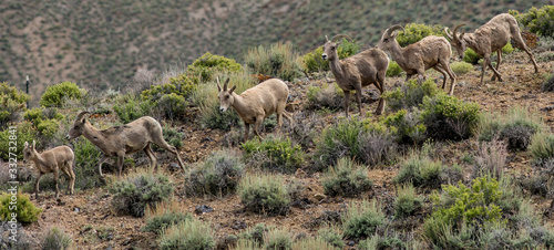 Bighorn herd