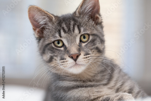 Fototapeta Naklejka Na Ścianę i Meble -  Gray Kitten Headshot