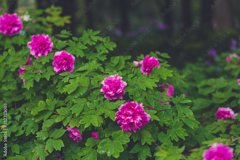 Blooming peony shrubs. Bright flowers of peonies. Summer floral background. Juicy green leaves and magenta colored flowers