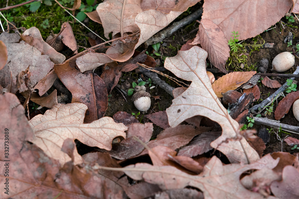Leaves and acorns on the ground in the woods Leaves and acorns on the ground in the woods