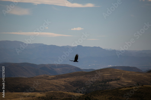 Milvago chimachima bird in Cordillera Real, Andes, Bolivia photo