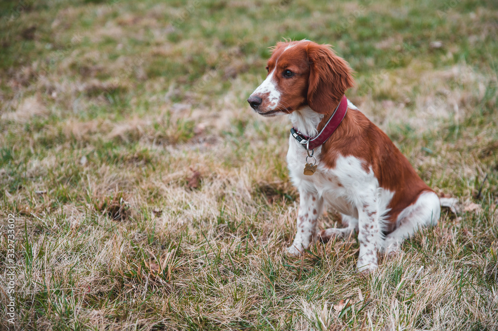 Cute looking welsh springer spaniel puppy Cute looking welsh springer spaniel puppy