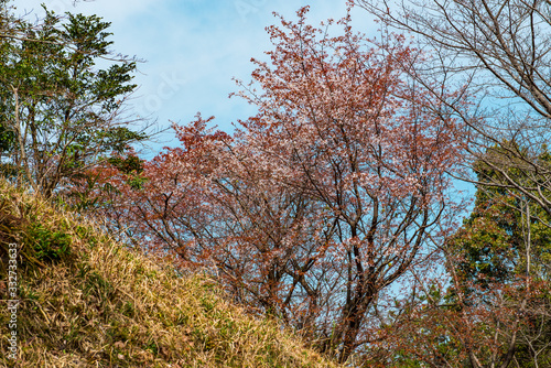 光岡城跡の山桜
