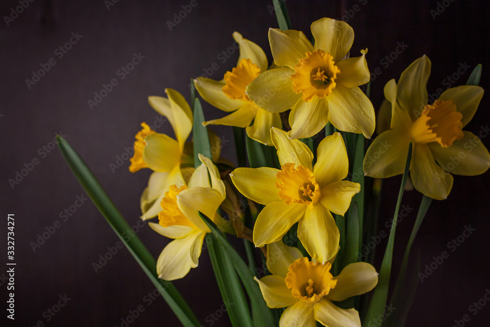 Obraz premium Bouquet of yellow daffodils on black background. Spring blooming yellow flowers green leaves, Easter greeting card, holidays website banner low key modern style. Dark and moody nature closeup header.