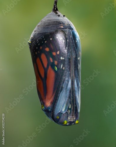 Quadro em tela Monarch  just before  it merges from the chrysalis