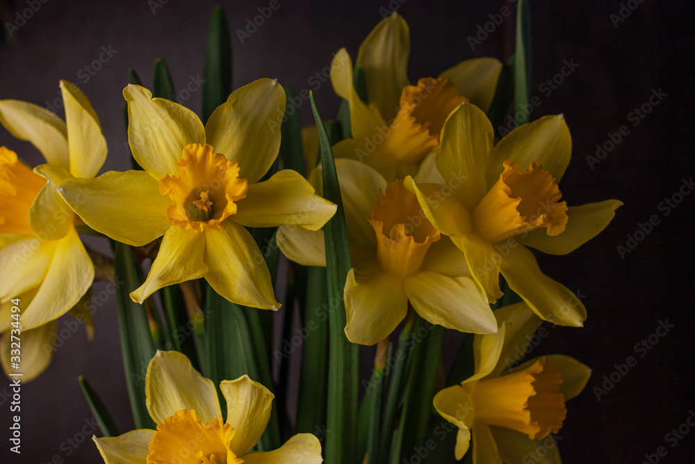 Obraz premium Bouquet of yellow daffodils on black background. Spring blooming yellow flowers green leaves, Easter greeting card, holidays website banner low key modern style. Dark and moody nature closeup header.
