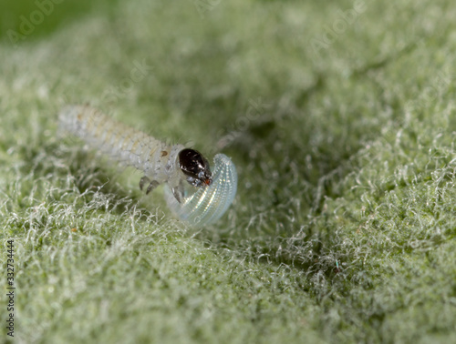 Macro of a just hatched Monarch Butterfly Larva on Milkweed photo