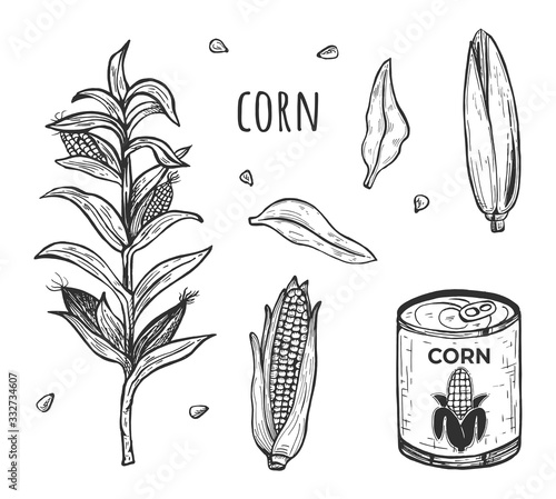 Sweet corn farm harvest set
