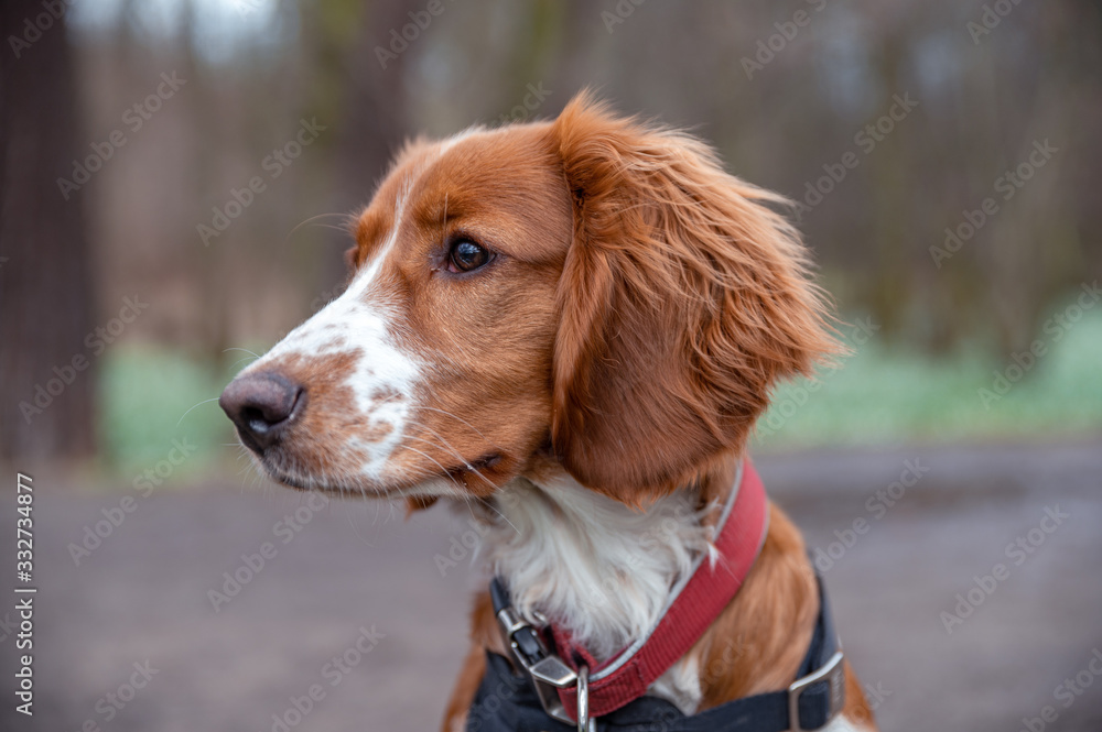 Cute looking welsh springer spaniel puppy