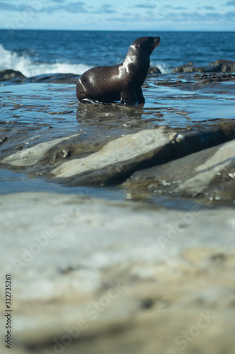 California Seals and Seagulls